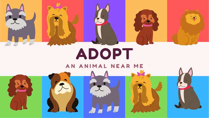 收养我附近的动物丨Adopt an animal near me